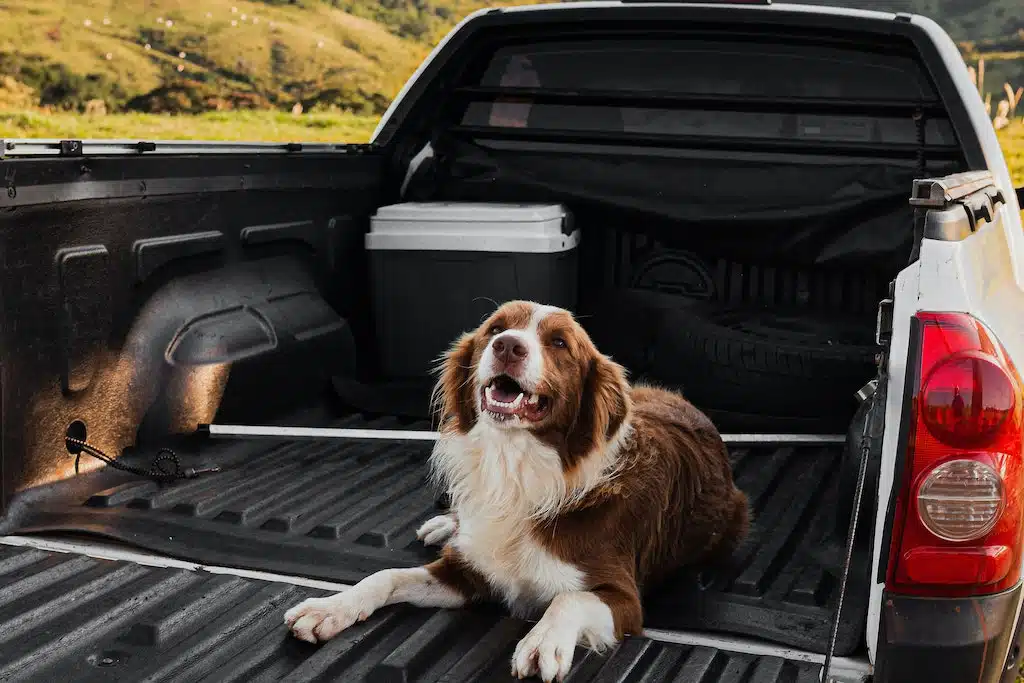 This excited Australian Shepherd dog gets comfortable on the trunk of a van before heading on vacation.