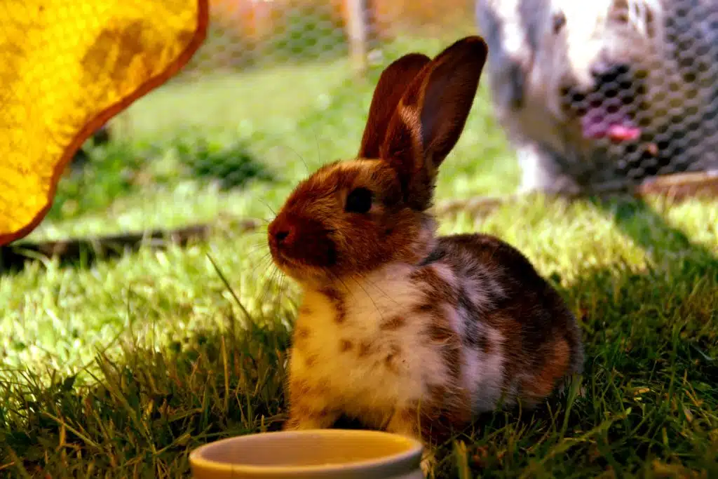 Pets like this cute rabbit are best left with a friend, neighbour or at a boarding house because they usually don’t travel well.