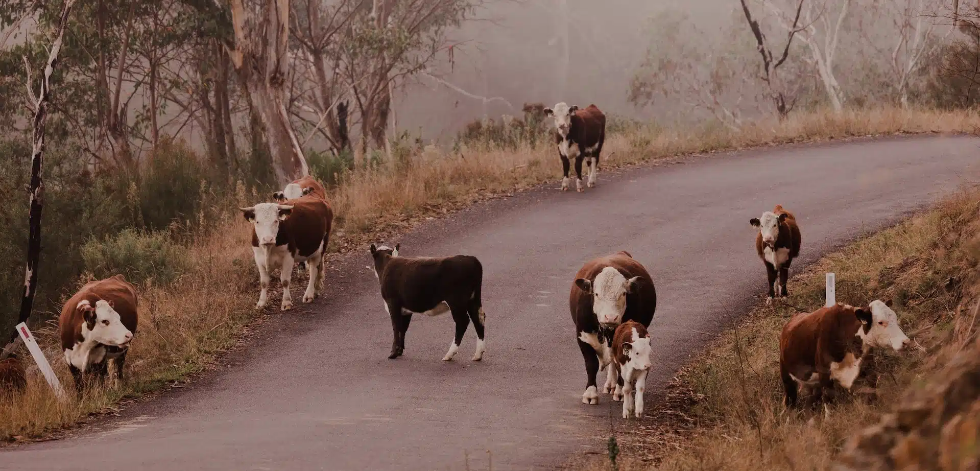 livestock like these cows can often be found wandering on regional roads