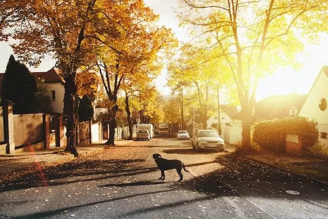 dog is at risk of being an animal hit on the road as it walks the streets without its owner