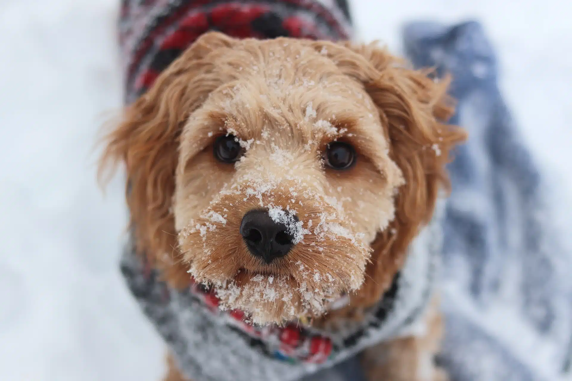 This dog's face is dusted with snow and appears slightly cold. Fortunately, it's equipped for the winter cold with a cozy dog jersey.