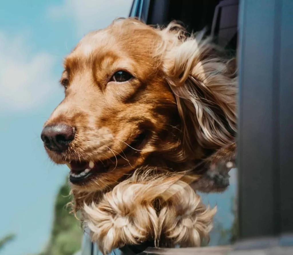 Some animals find going on a road trip stressful but not this happy dog!