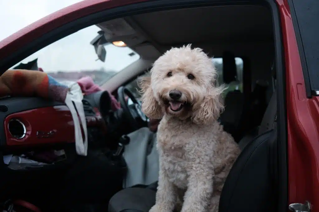 When choosing pet friendly accommodation for this adorable white pup, we recommend balancing your needs with those of your pet.
