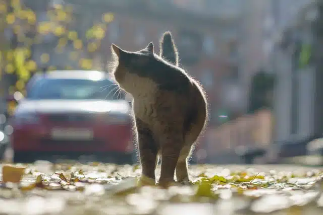 a cat on the road is a signal that animals on the road combined with cars requires defensive driving skills