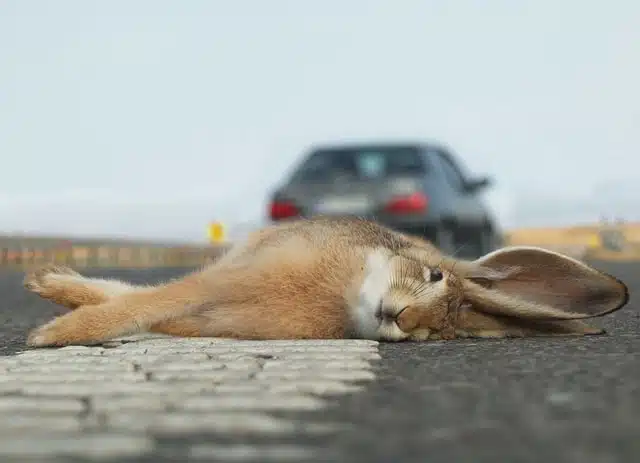 car hits animal on the road and drives away