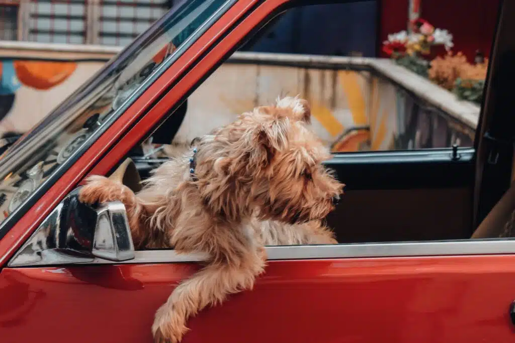 By pet proofing your car, you will make this brown dog feel more comfortable sitting on its dog cat seat cover. 