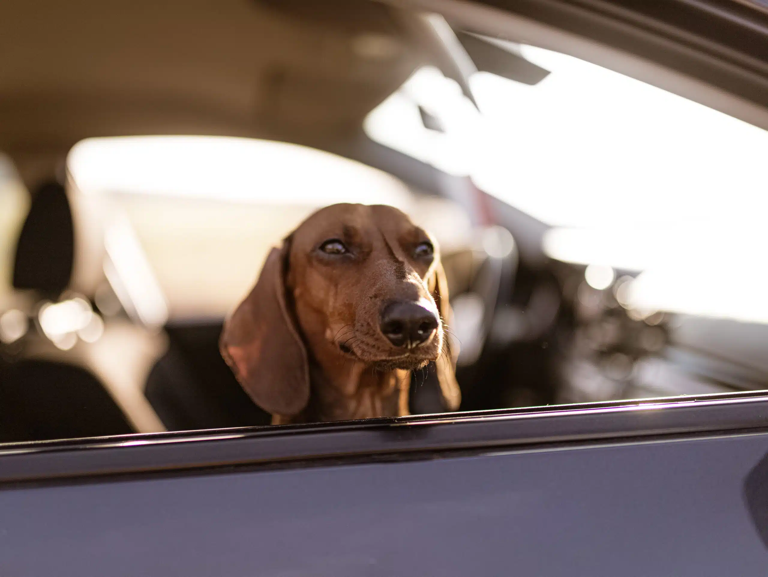 This brown Dachshund gets comfortable on a dog car seat cover.