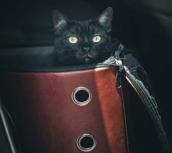 pet proofing your car doesn't mean p[utting a black cat in a brown bag to transport it like this