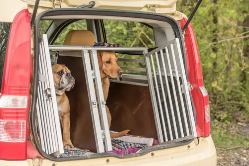 Pet safety in cars can be achieved through an animal crate like this Boxer and Lab are in in this car boot