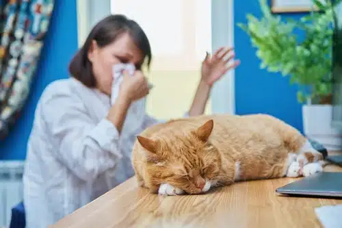 A woman is allergic to cats but still loves them and has her trusted ginger cat on the table alongside her