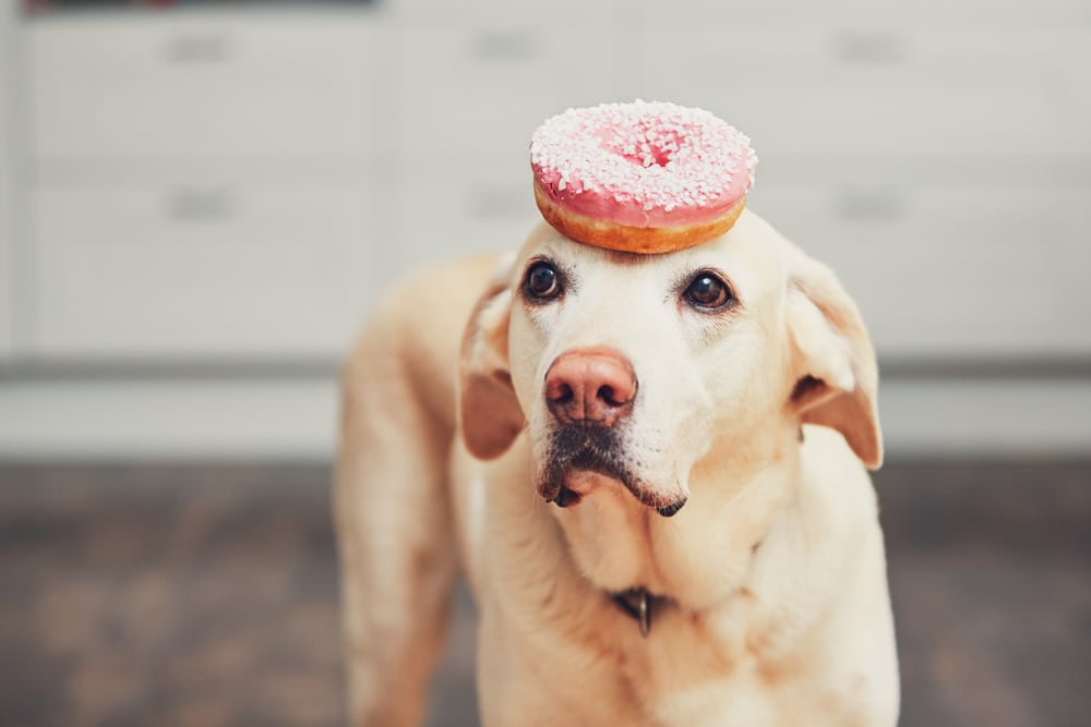 dognut recipe perched atop pup's nose