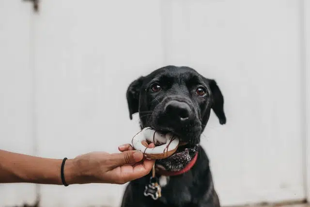 pup tries out the dognut recipe