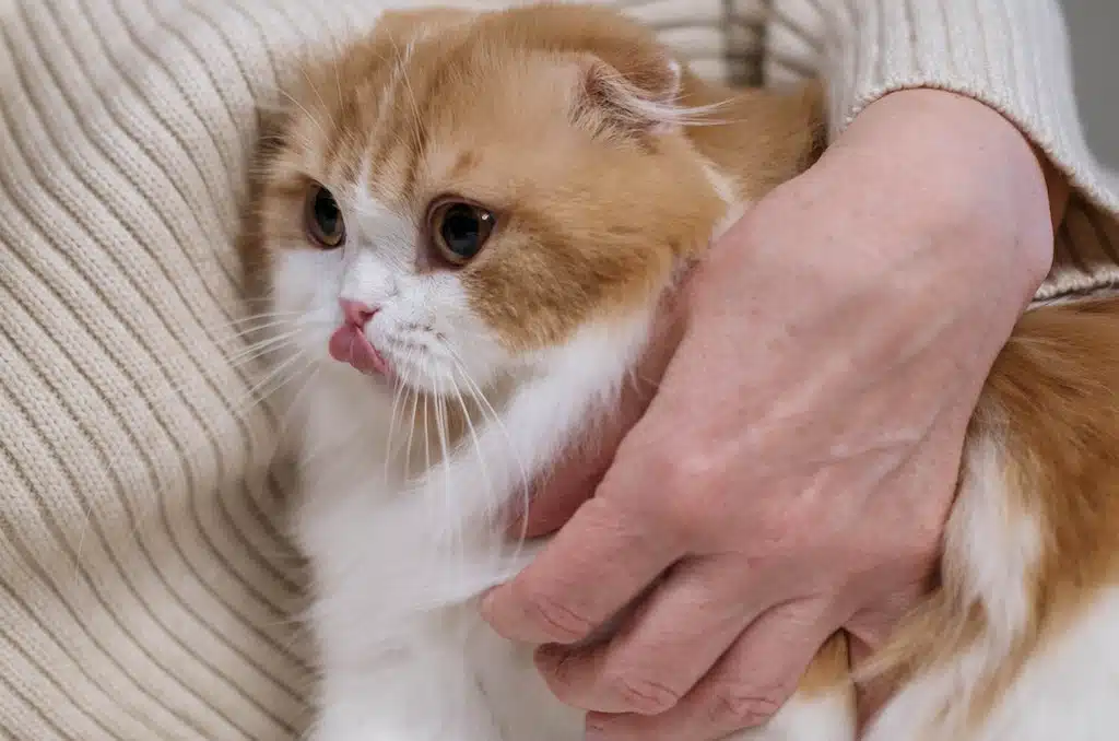 Pet Fur How to Remove It from Clothes Furniture PD Insurance