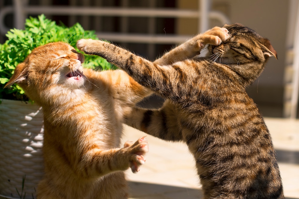 Two cats engage in a playful yet aggressive cat fight, with one reaching out its paw to hit the other in the face. They are outdoors next to a pot of greenery.