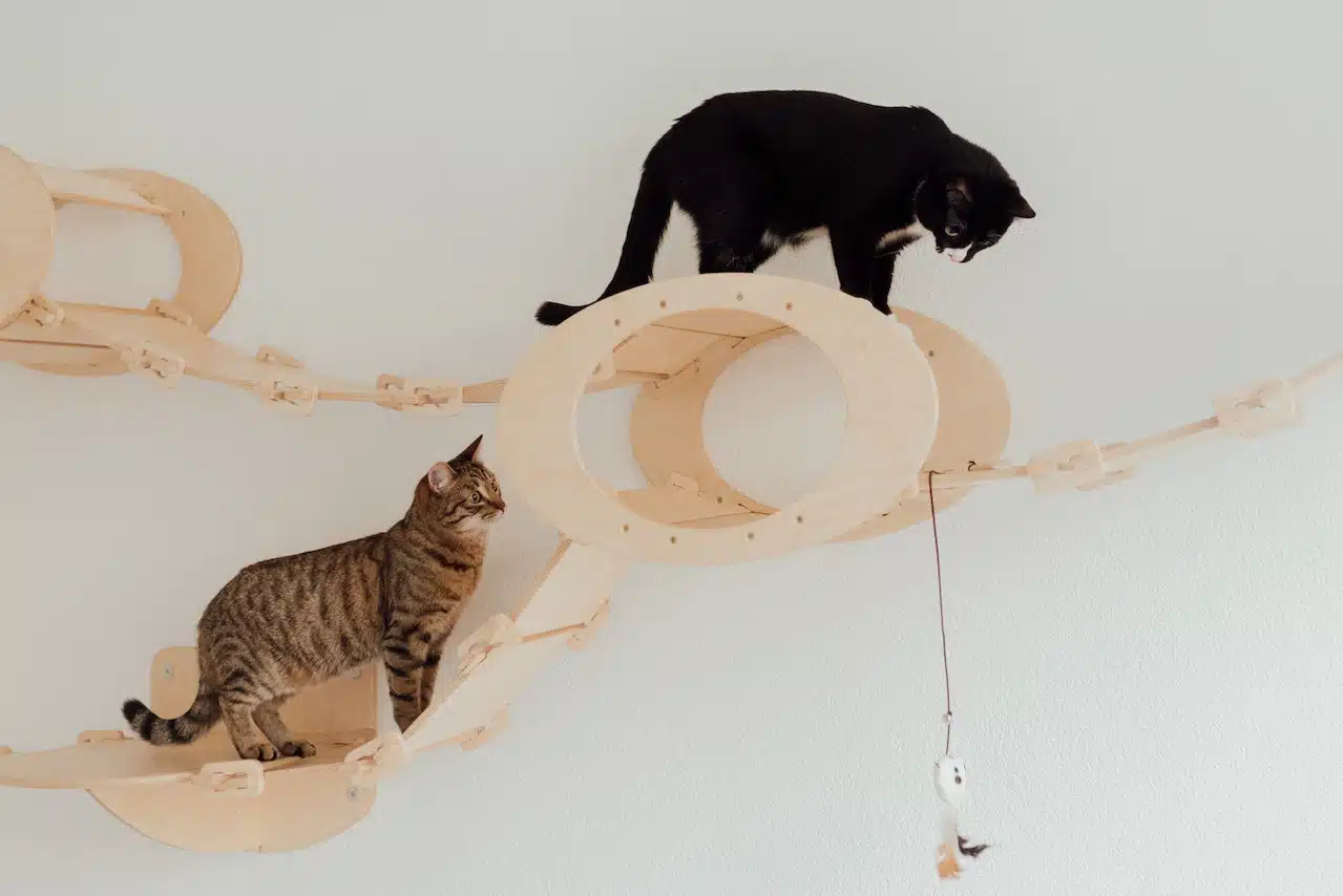 Pamper your cat with interactive cat toys or cat towers like this one.