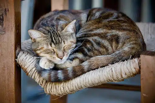Cute kitty sleeping on an old wooden chair outdoors. A good bed is among what you should buy before adopting a cat in Australia