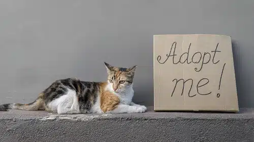 Side view of cute cat sitting next to adopt me sign