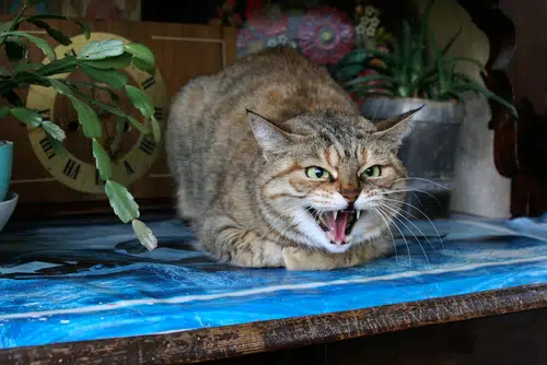 tabby cat growling while sitting on bench. Aggression can be a sign of animal abuse
