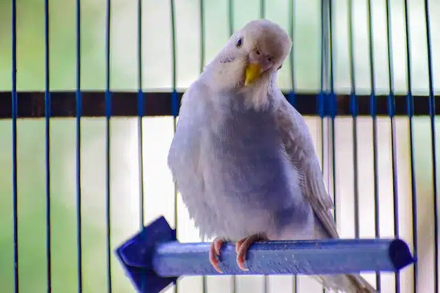 Cockatiel pet is kept safe during a pest treatment in its cage away from sprays