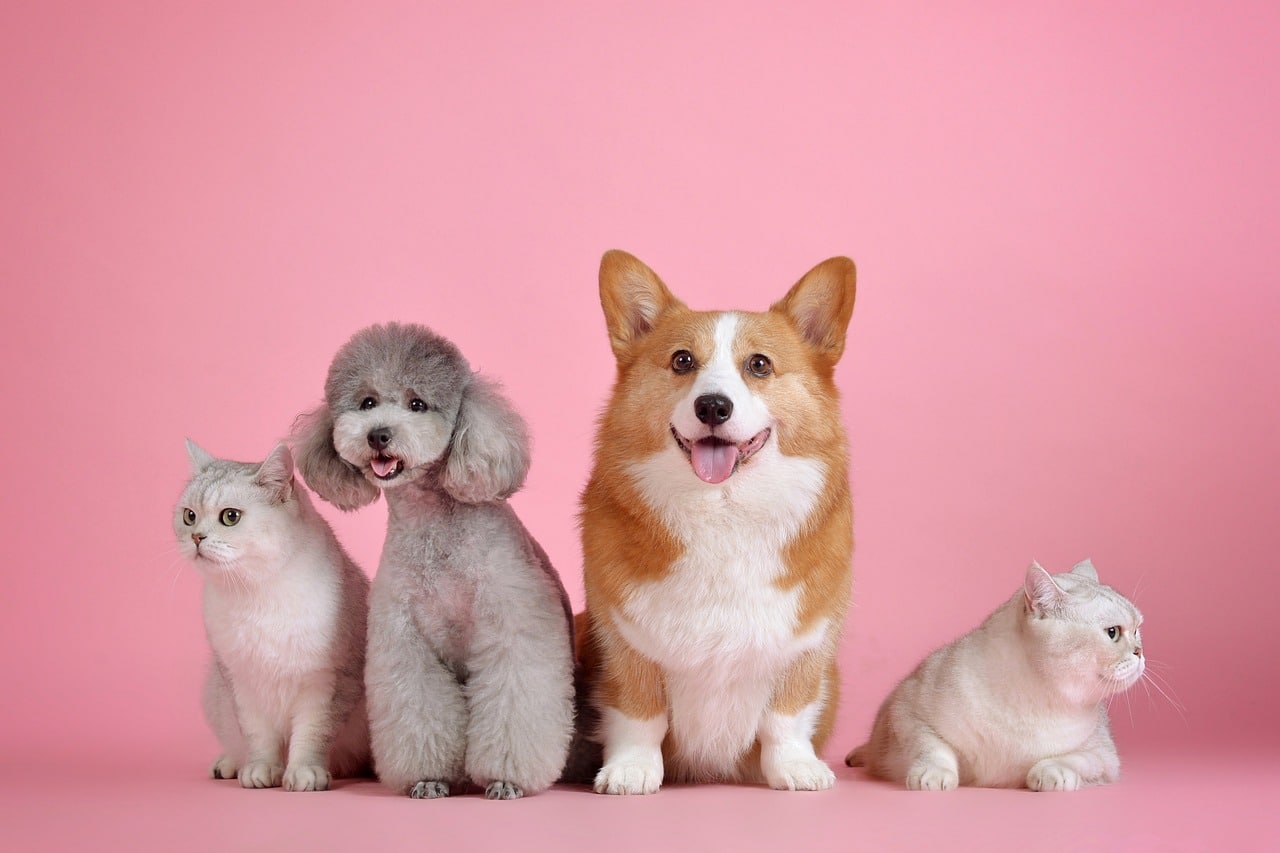 Adorable dogs and cats looking for the best pet plan/ insurance to protect their health and well-being.