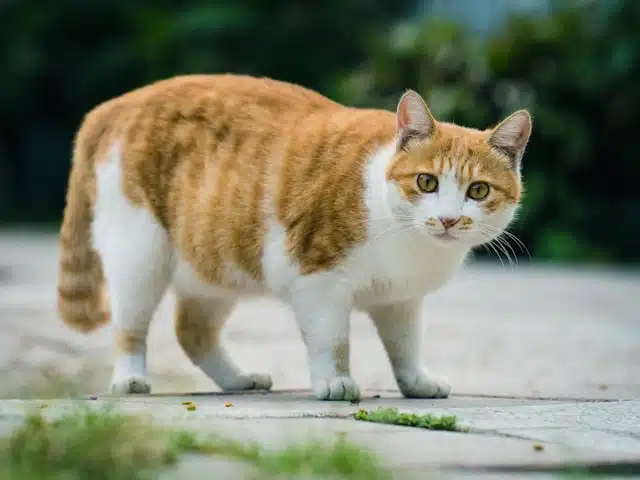 A short-haired, orange and white cat stands on a paved path with greenery in the background, reminding us to stay vigilant about pet health during Pet Diabetes Month.