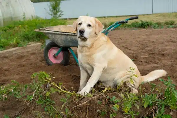 A Labrador retriever sits on bare soil next to an overturned wheelbarrow, surrounded by uprooted green plants in a garden area, reminding pet owners to be vigilant during Pet Diabetes Month.