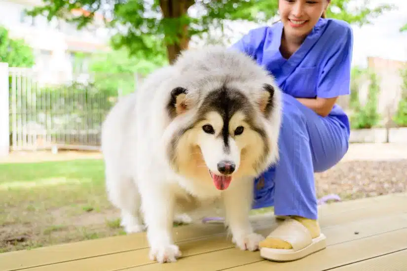 A large, fluffy dog with black and white fur stands on a wooden deck beside a smiling person in blue scrubs. There is greenery in the background, reminding us of the importance of awareness during Pet Diabetes Month.