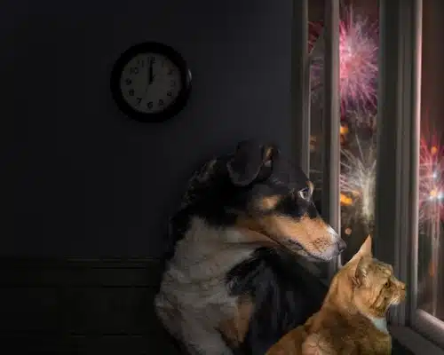 A dog and cat look fearfully out the window at the bright flashes of fireworks