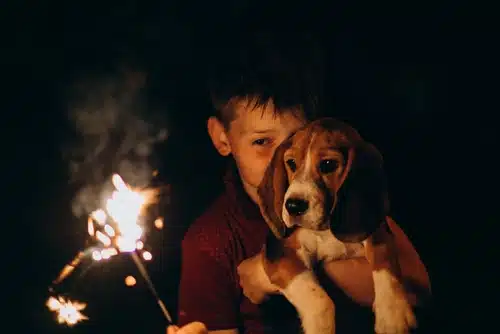 A little boy holds a sparkler while carrying his Beagle but this small firework could be unsafe for his pet to be so close to