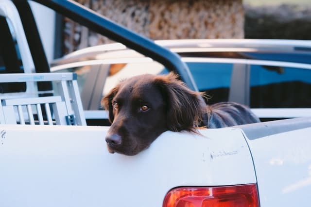 This dog and other pets in cars need to be well secured for safety.