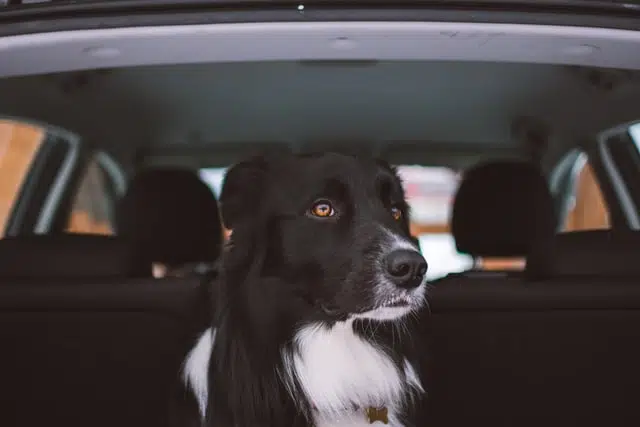 This dog needs to be protected according to rules on pets on cars. 