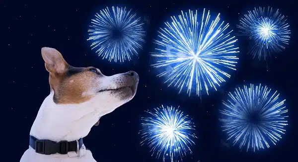 A Jack Russell terrier against the sky.
