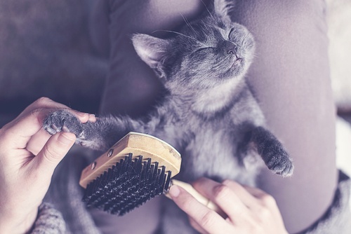 grey cat being brushed