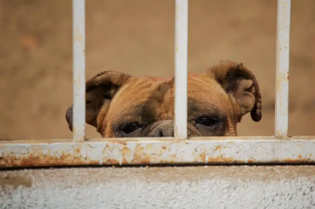 abandoned dog behind bars