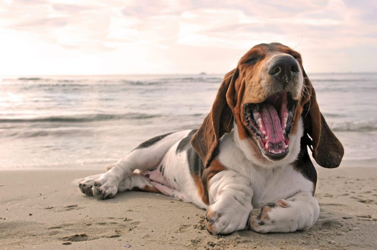 Kennel Cough Everything You Need To Know PD Insurance
