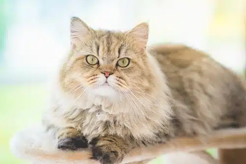 Close up of Persian cat with personality sitting on cat scratching post rest in apartment