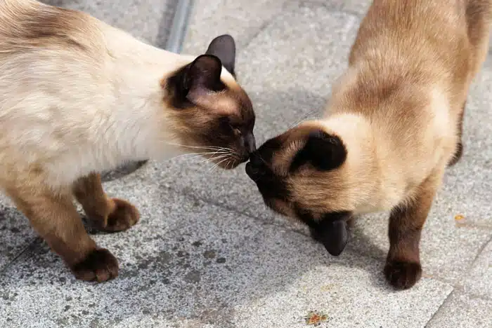These Siamese meows are intelligent, athletic, and loyal.