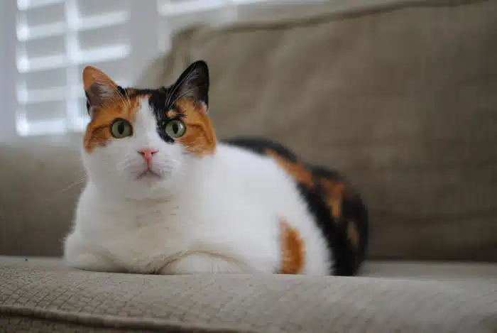This Calico cat's personality is quite different from that of the Norwegian forest cat, Maine coon cat or Russian blue cat.