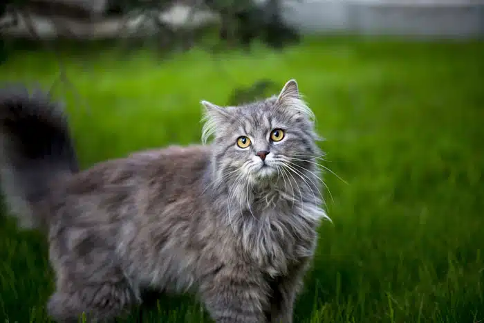 This Maine Coon is one of the friendliest felines in the world.