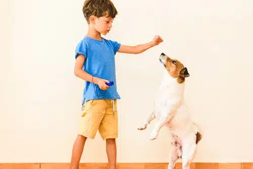 little boy and jack russell dog doing tricks