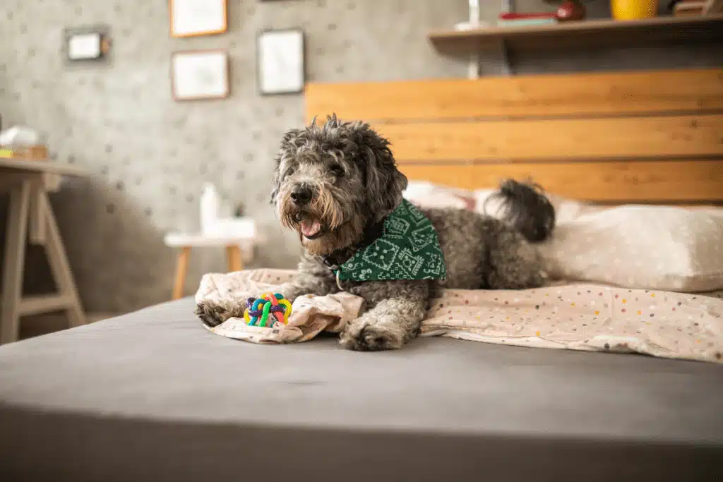 dog in green bandana lying on bed in apartment in Australia