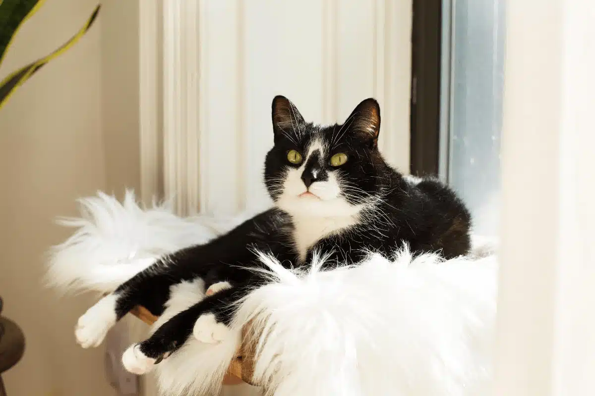 black and white cat relaxing on fluffy bed