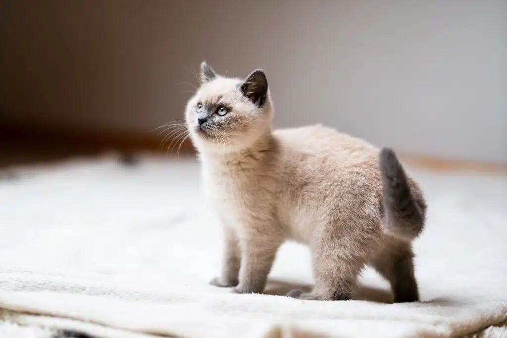 According to The International Cat Association (TICA) there are 71 different kinds of felines.