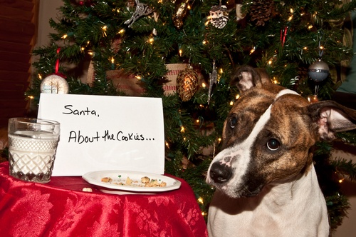 dog with christmas dinner sign to santa