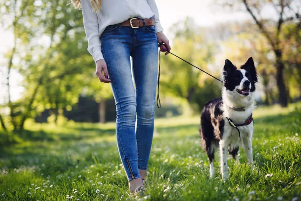 Use the dog walking kit for puppy training