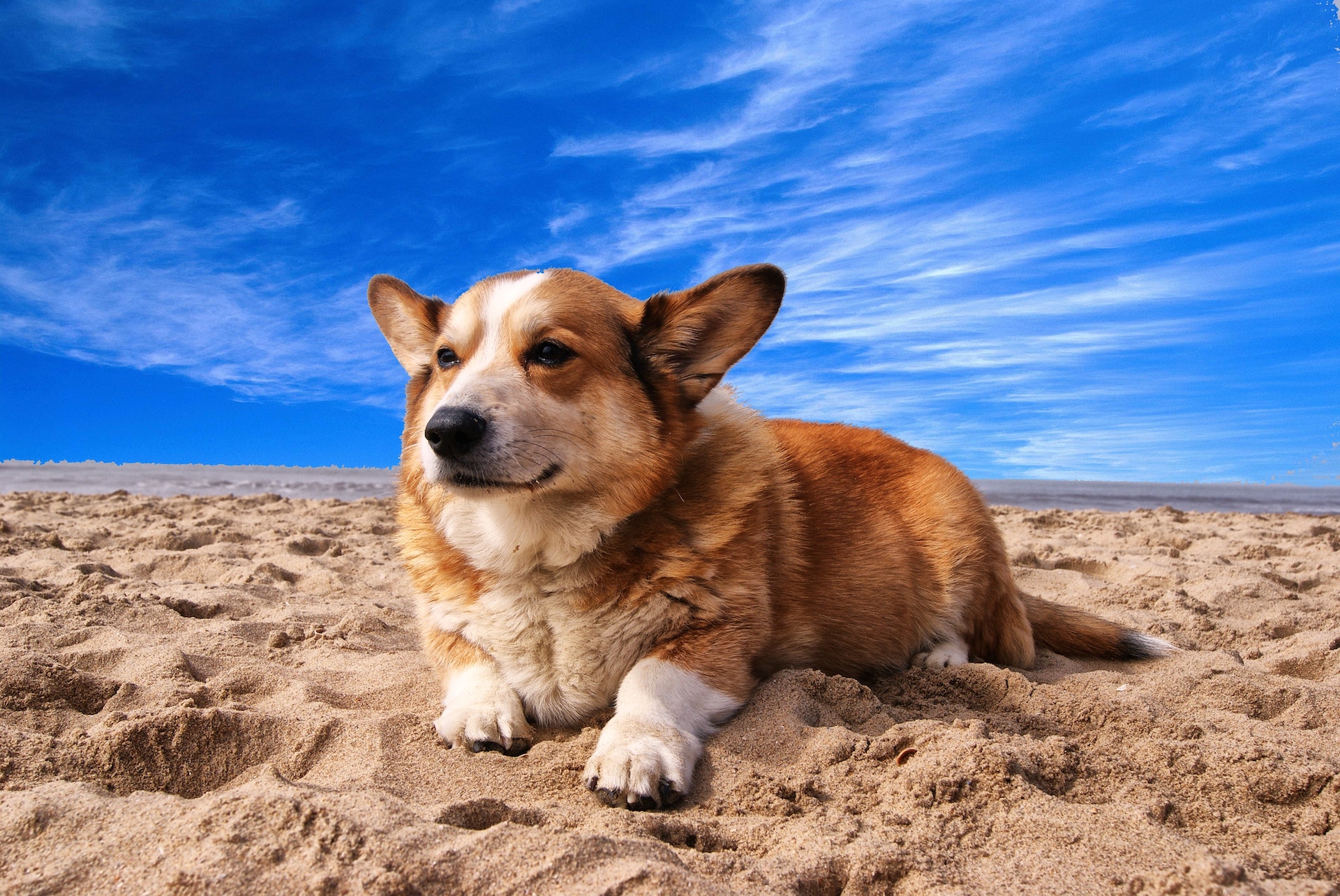 A dog gets ready to go swimming at a dog-friendly beach.