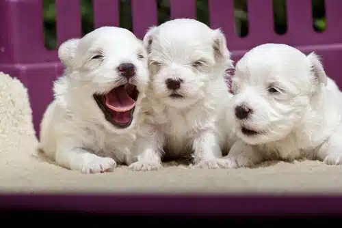 three small labrador puppies