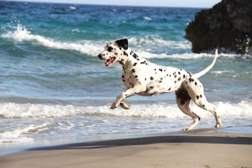 dalmatian at the beach - water awareness is key to keeping your dog safe at the beach