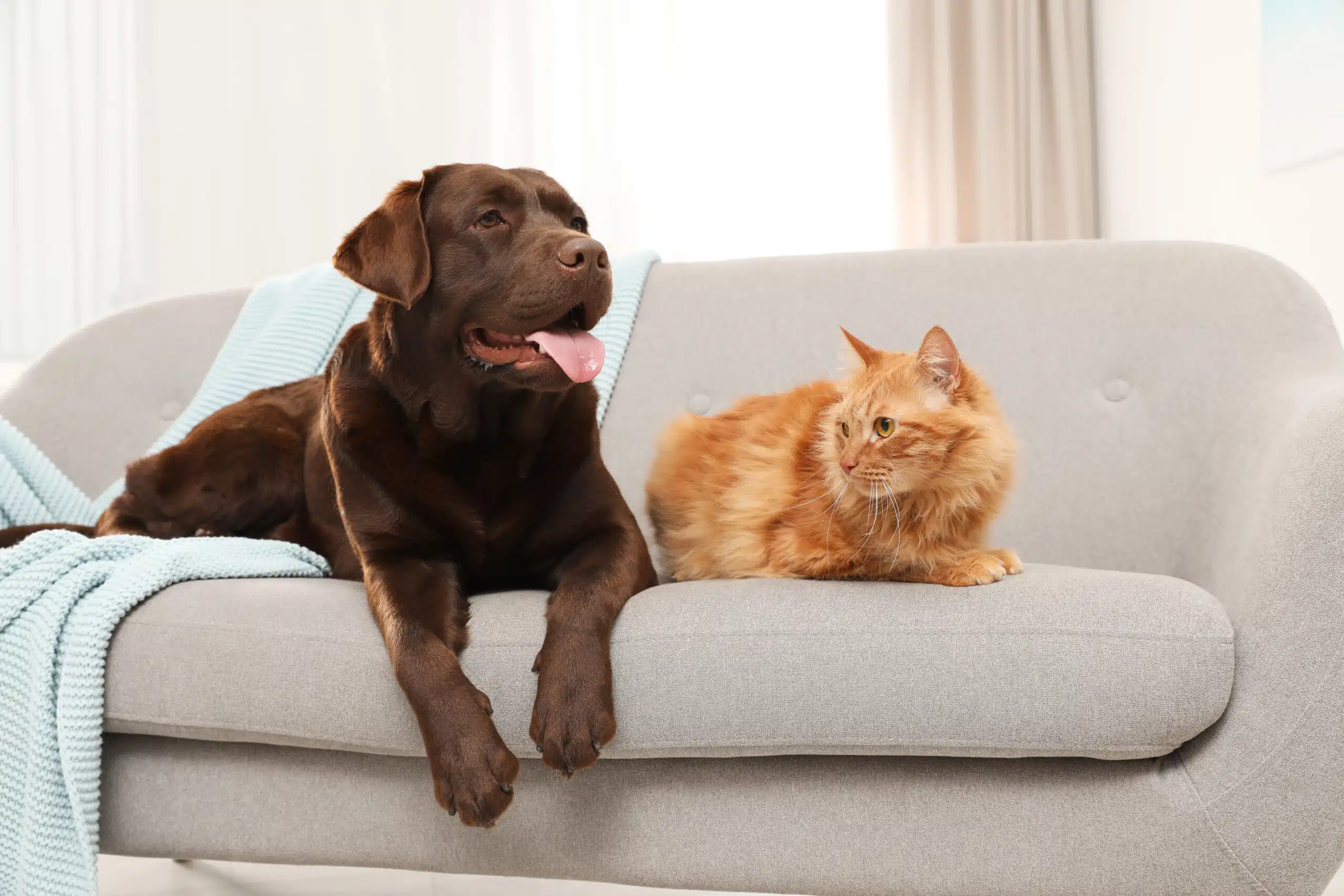 Pet-proofing your home is definitely needed if your shedding pet likes lounging around on furniture like this dog and cat who need training.