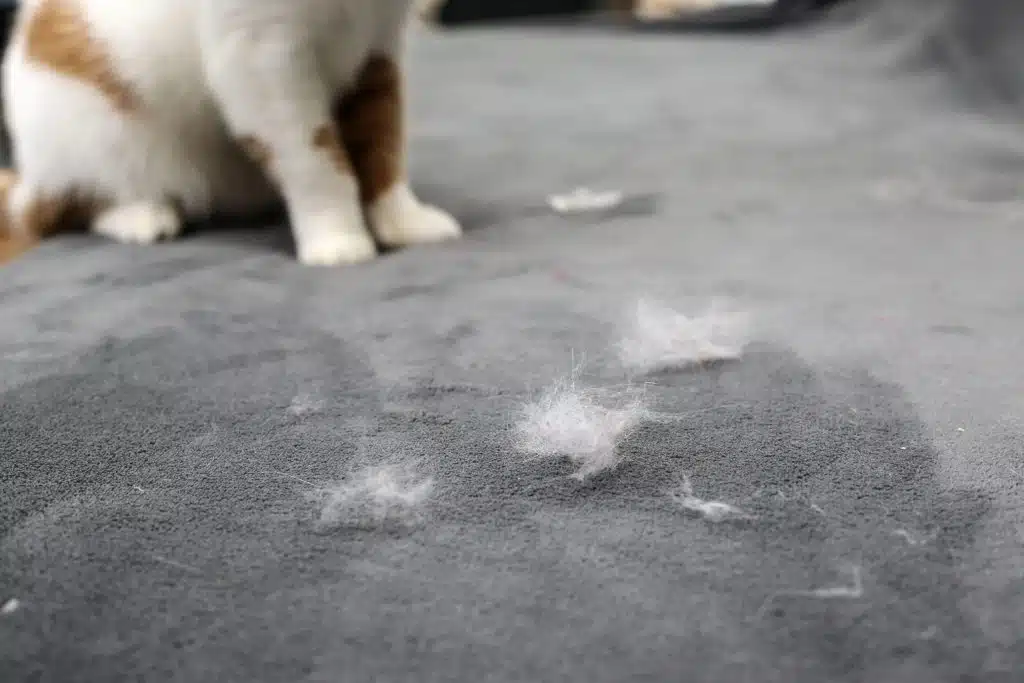 Remove this pet fur off of your furniture with our tips.